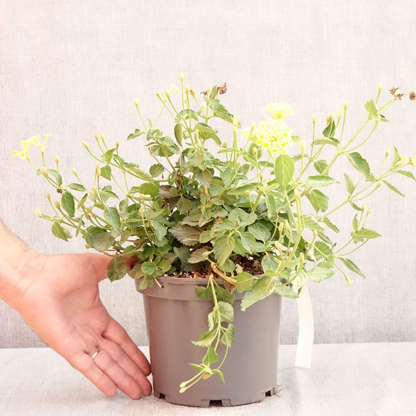 Lantana camara Chapel Sunny Side Up 2L/3L pot sample as delivered in summer