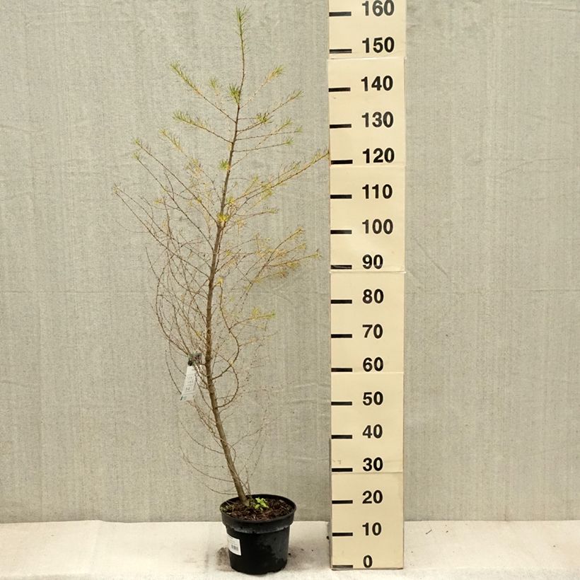 Larix decidua - Larch 4L/5L pot sample as delivered in autumn