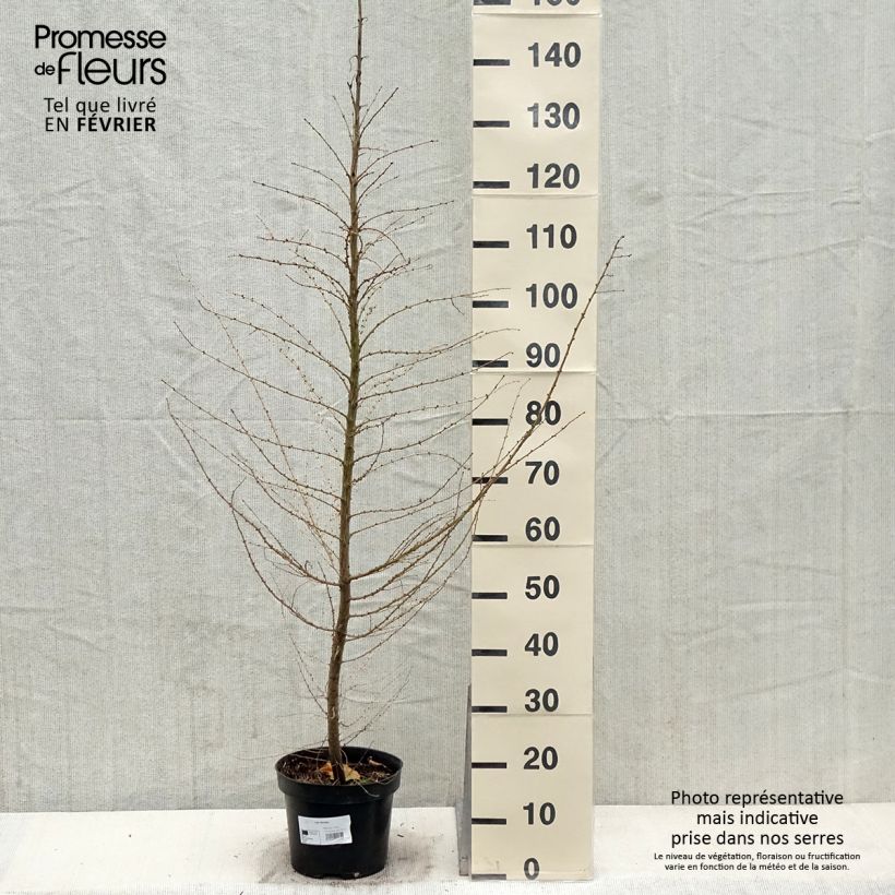 Larix decidua - Larch 4L/5L pot sample as delivered in winter