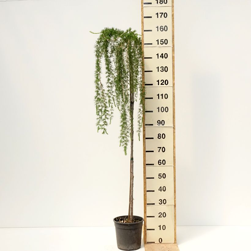 Larix decidua Puli - European Larch 4L/5L pot, Standard sample as delivered in spring