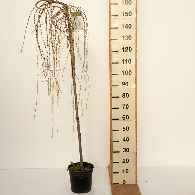 Larix decidua Puli - European Larch 4L/5L pot, Standard sample as delivered in autumn