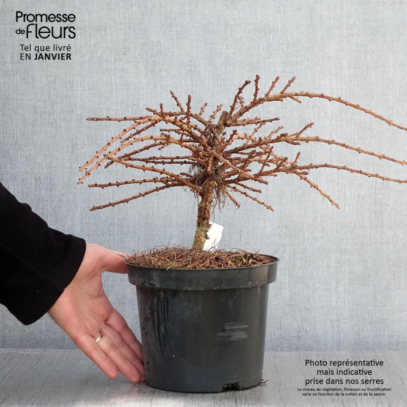 Larix kaempferi Blue Dwarf - Larch 2L/3L pot sample as delivered in winter