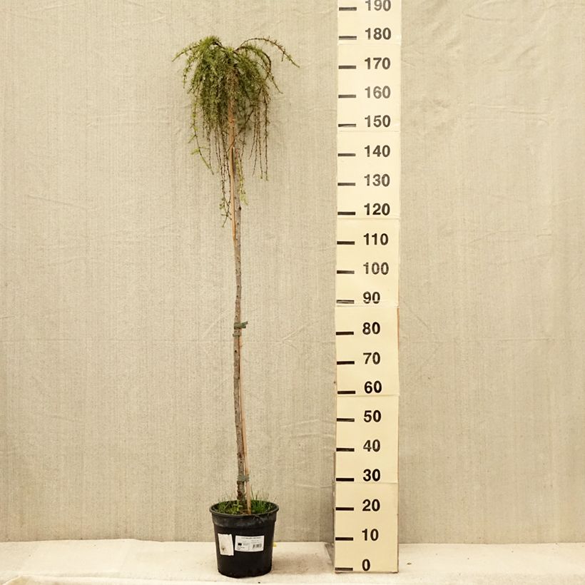 Larix kaempferi Stiff Weeping - Larch 6L/7L pot sample as delivered in summer