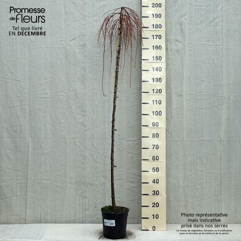 Larix kaempferi Stiff Weeping - Larch 6L/7L pot sample as delivered in winter