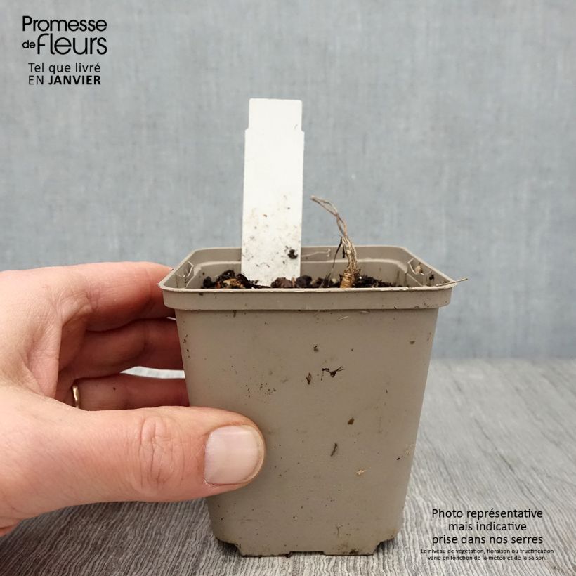 Laserpitium siler 8/9 cm pot sample as delivered in winter