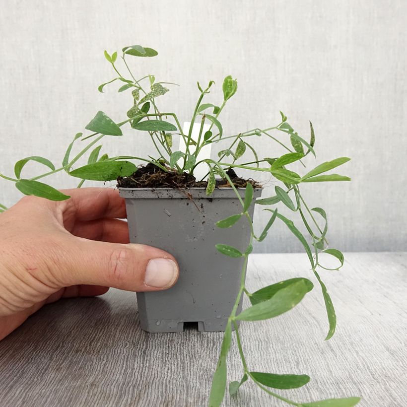 Lathyrus latifolius Pink Pearl - Broadleaf Sweetpea 8/9 cm pot sample as delivered in autumn