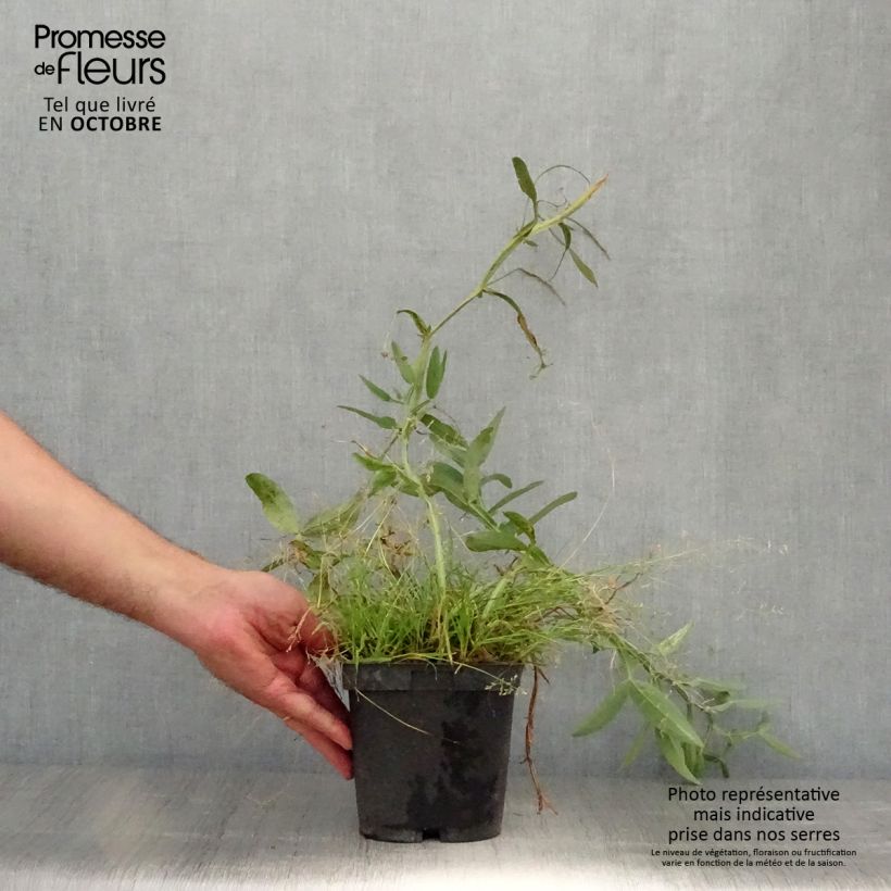 Lathyrus latifolius Pink Pearl - Broadleaf Sweetpea 2L/3L pot sample as delivered in autumn
