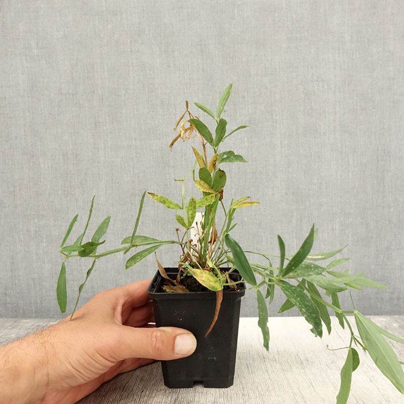 Lathyrus latifolius Red Pearl - Broadleaf Sweetpea 8/9 cm pot sample as delivered in autumn