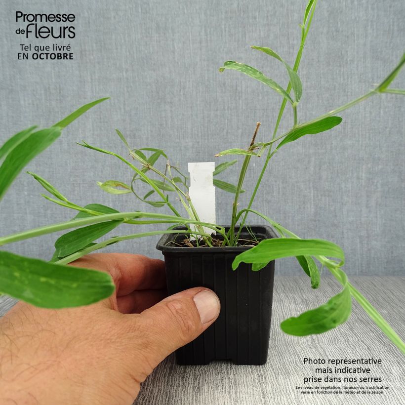 Lathyrus latifolius White Pearl - Broadleaf Sweetpea 8/9 cm pot sample as delivered in autumn