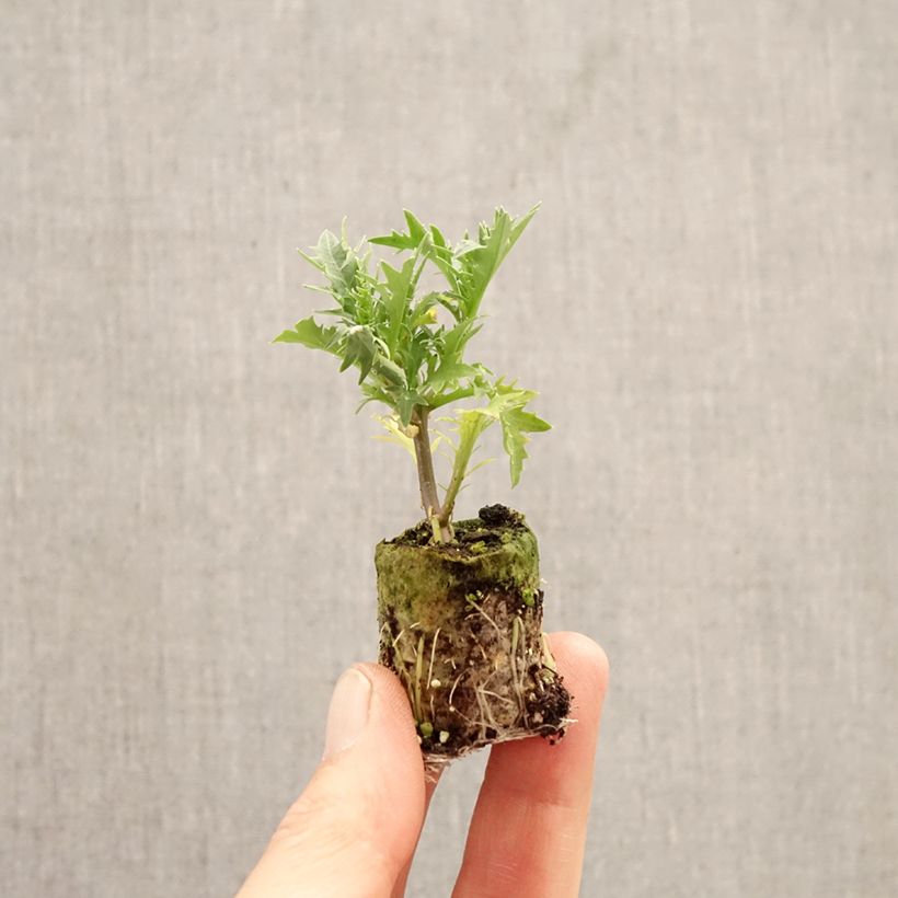 Isotoma axillaris FizznPop Glowing Purple - Rock Isotome Plug plant 3/4cm sample as delivered in spring