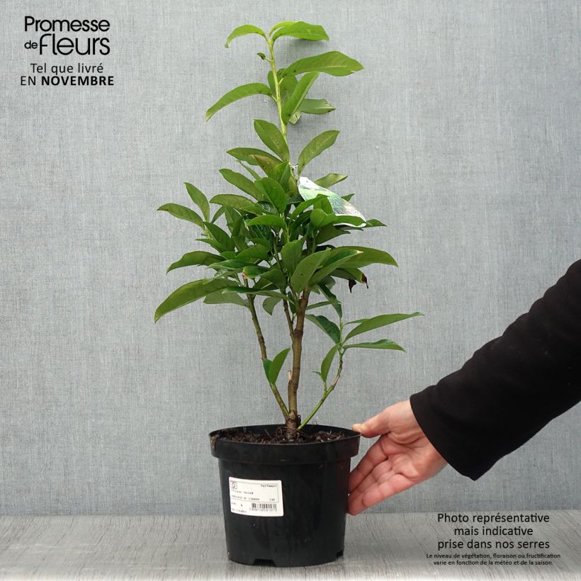Prunus laurocerasus Genolia - Cherry Laurel 3L/4L pot sample as delivered in autumn
