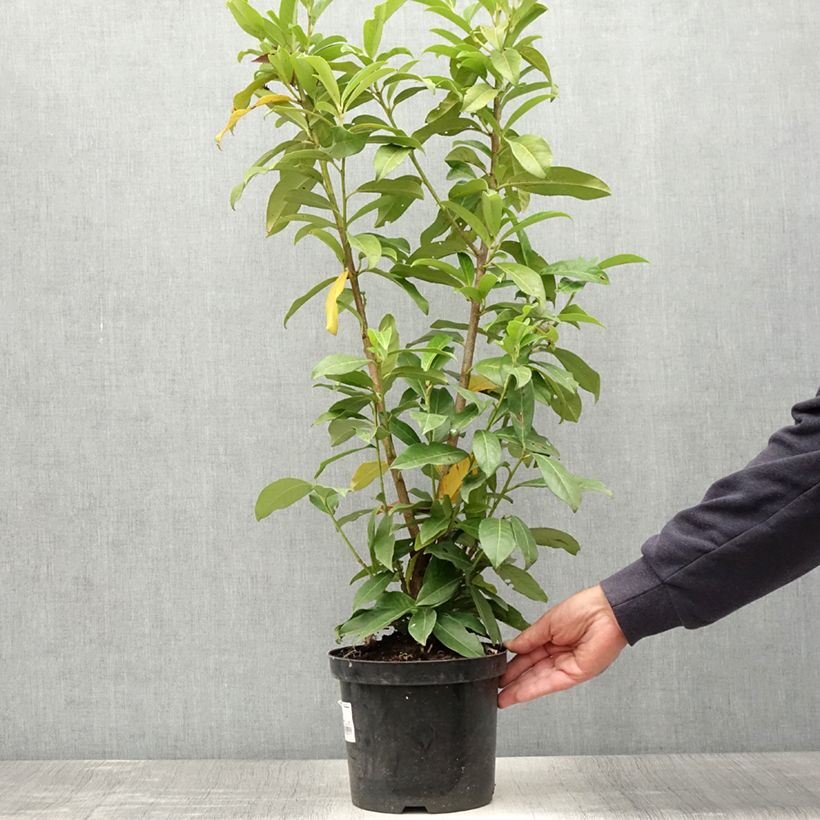 Prunus laurocerasus Genolia - Cherry Laurel 3L/4L pot sample as delivered in summer