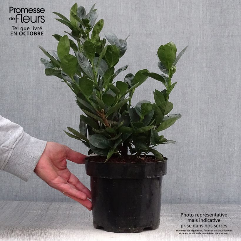 Prunus laurocerasus Miniredia - Cherry Laurel 2L/3L pot sample as delivered in autumn