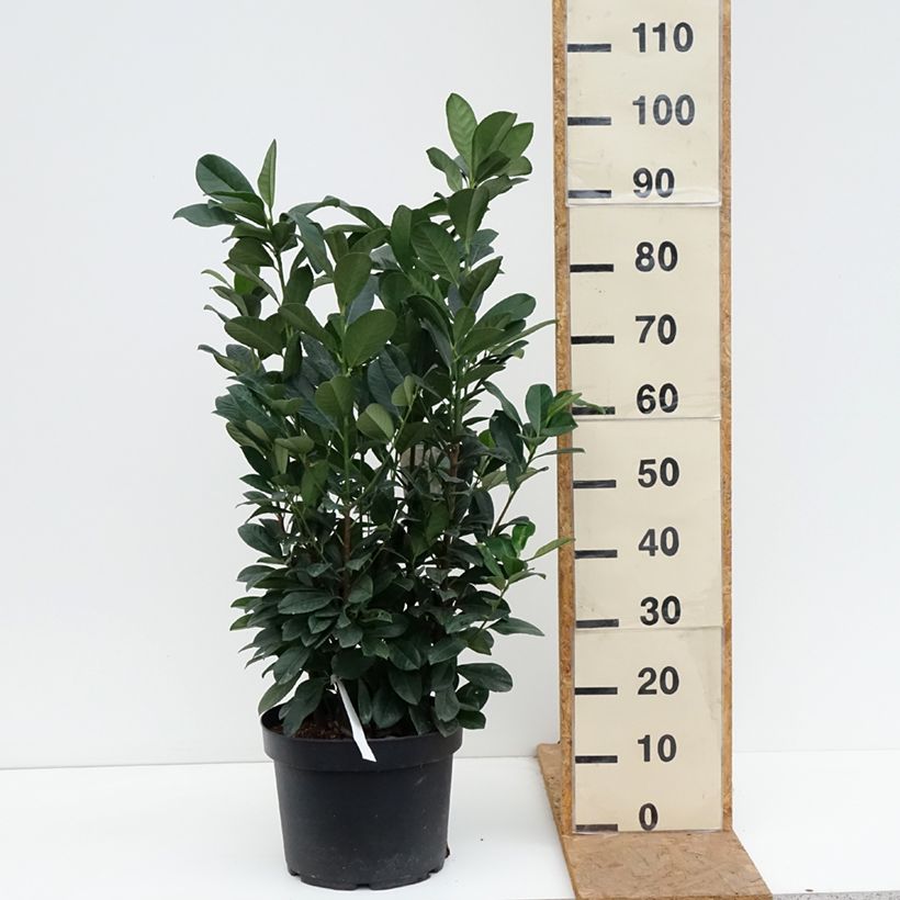 Prunus laurocerasus Bonaparte - Cherry Laurel 7.5L/10L pot sample as delivered in autumn