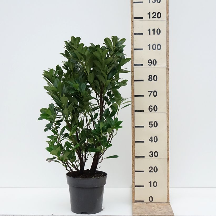 Prunus laurocerasus Bonaparte - Cherry Laurel 7.5L/10L pot sample as delivered in winter
