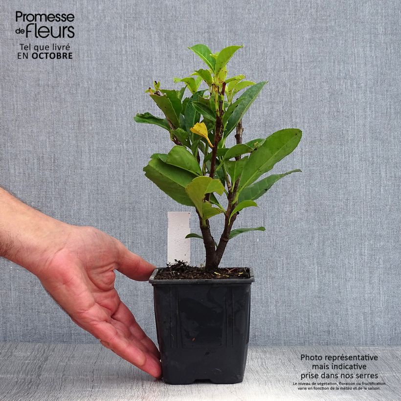 Prunus laurocerasus Caucasica - Caucasian Laurel 8/9 cm pot sample as delivered in autumn