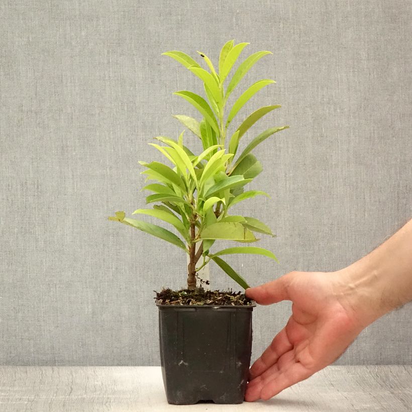 Prunus laurocerasus Caucasica - Caucasian Laurel 8/9 cm pot sample as delivered in summer