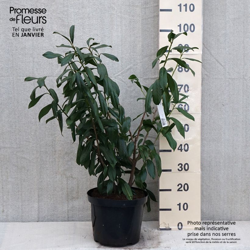 Prunus laurocerasus Caucasica - Caucasian Laurel 7.5L/10L pot sample as delivered in winter