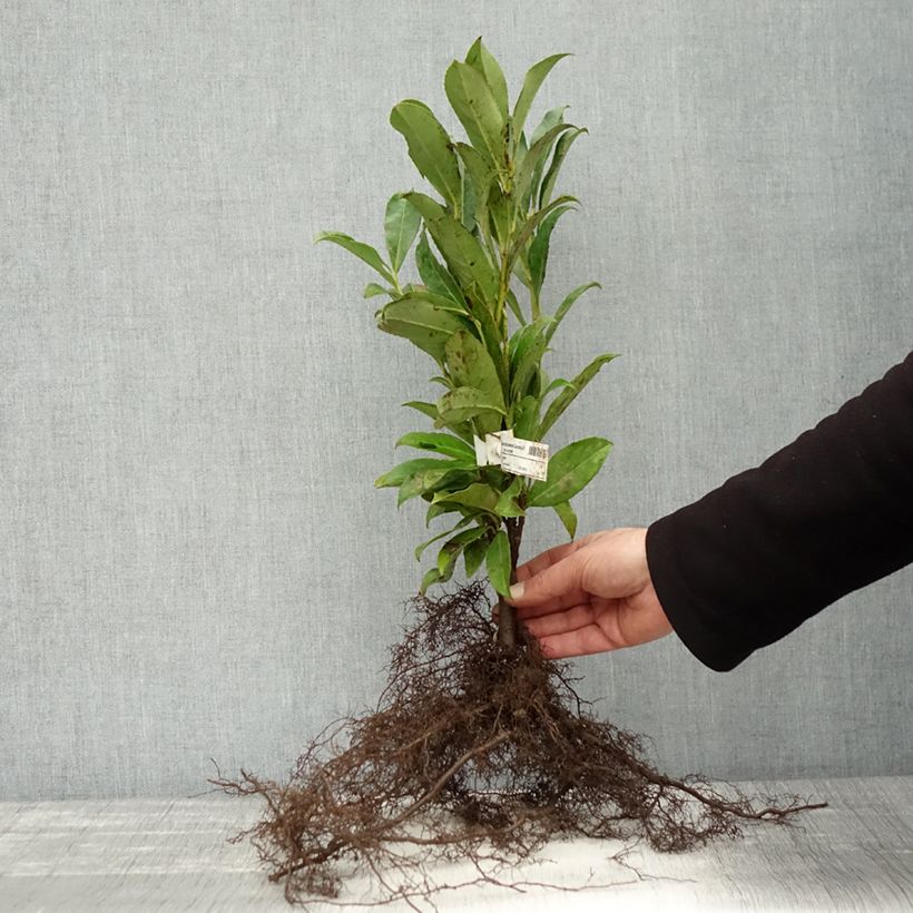 Prunus laurocerasus Caucasica - Caucasian Laurel Bare root sample as delivered in winter