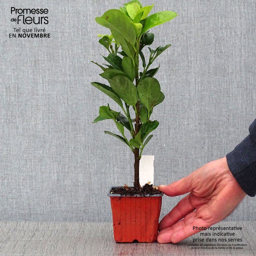 Prunus laurocerasus Etna- Cherry Laurel 8/9 cm pot sample as delivered in autumn