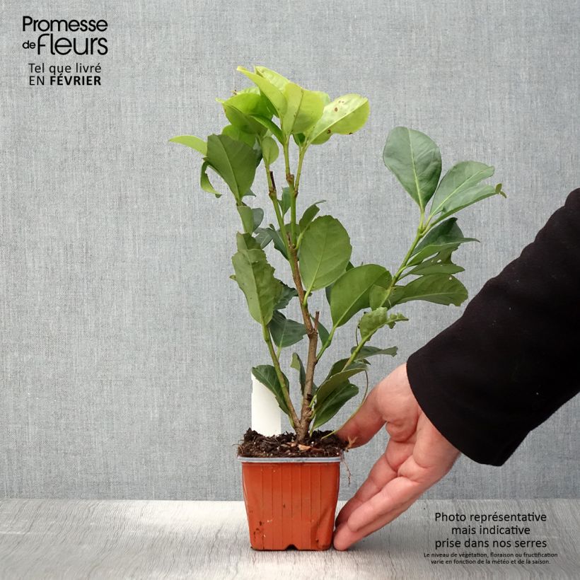 Prunus laurocerasus Etna- Cherry Laurel 8/9 cm pot sample as delivered in winter