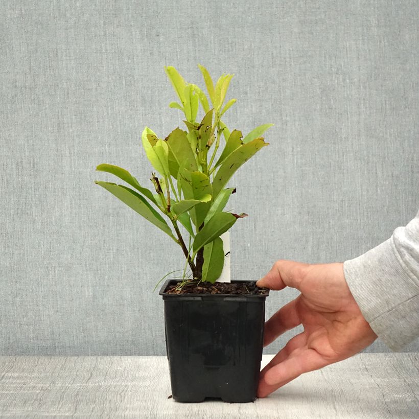 Prunus laurocerasus Fontanettes - Cherry Laurel 8/9 cm pot sample as delivered in spring