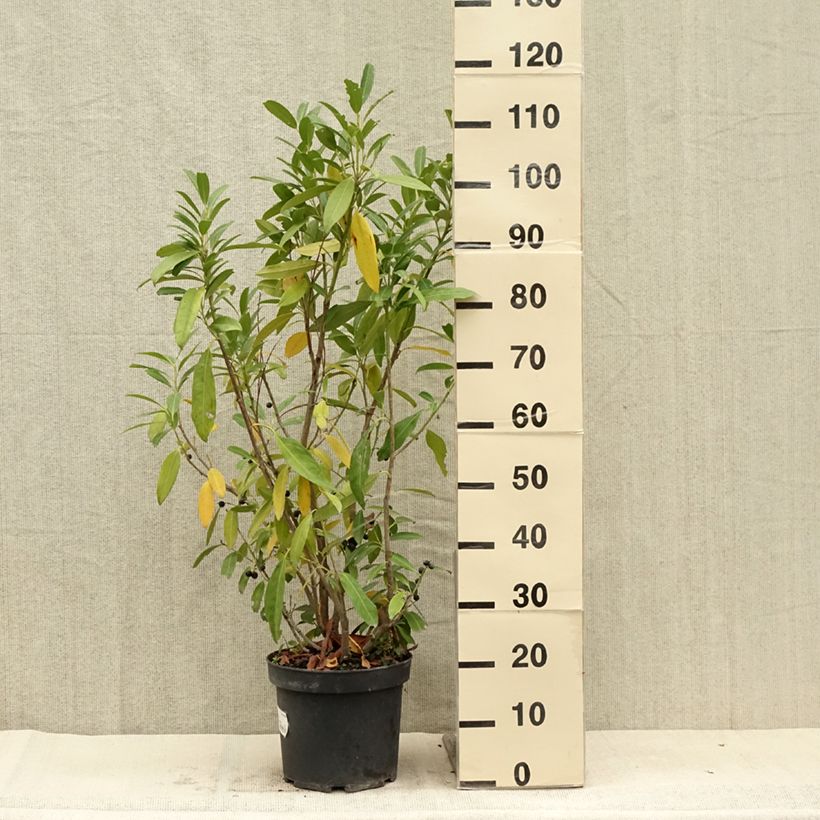 Prunus laurocerasus Herbergii- Cherry Laurel 7.5L/10L pot sample as delivered in summer
