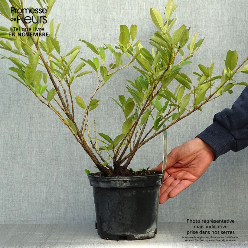 Prunus laurocerasus Mano - Cherry Laurel 2L/3L pot sample as delivered in autumn