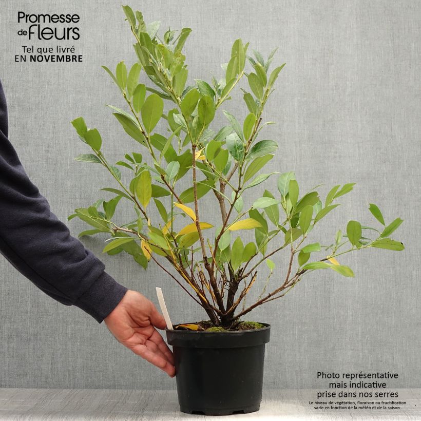 Prunus laurocerasus Mano - Cherry Laurel 3L/4L pot sample as delivered in autumn