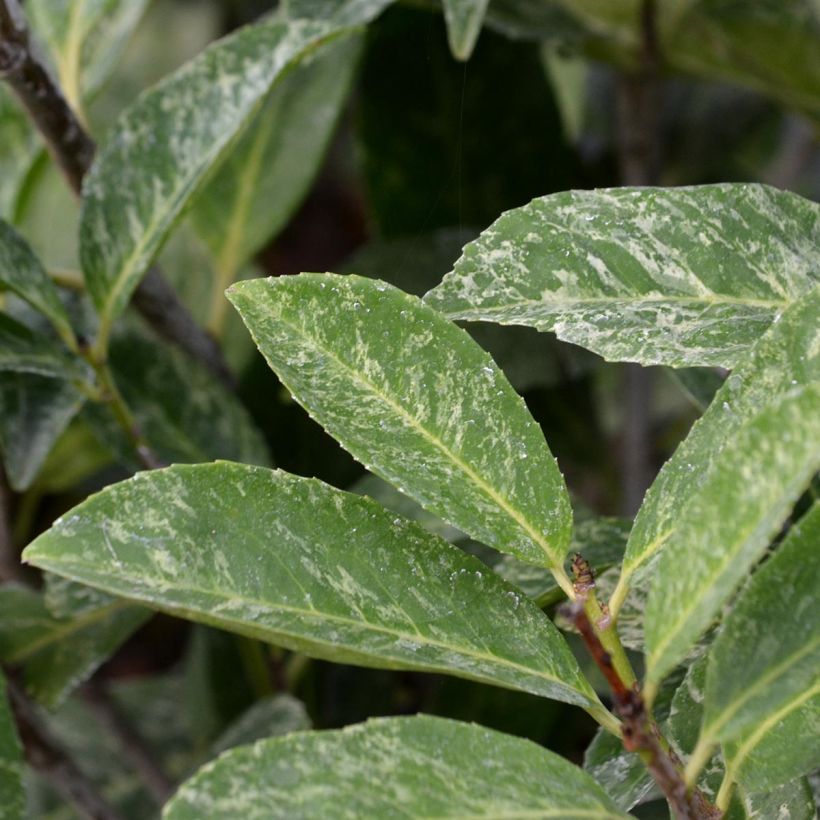 Prunus laurocerasus Marbled White - Cherry Laurel (Foliage)