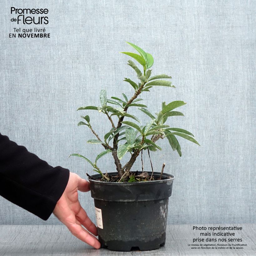 Prunus laurocerasus Mount Vernon - Cherry Laurel 2L/3L pot sample as delivered in autumn