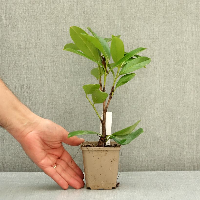 Prunus laurocerasus Novita- Cherry Laurel 8/9 cm pot sample as delivered in autumn