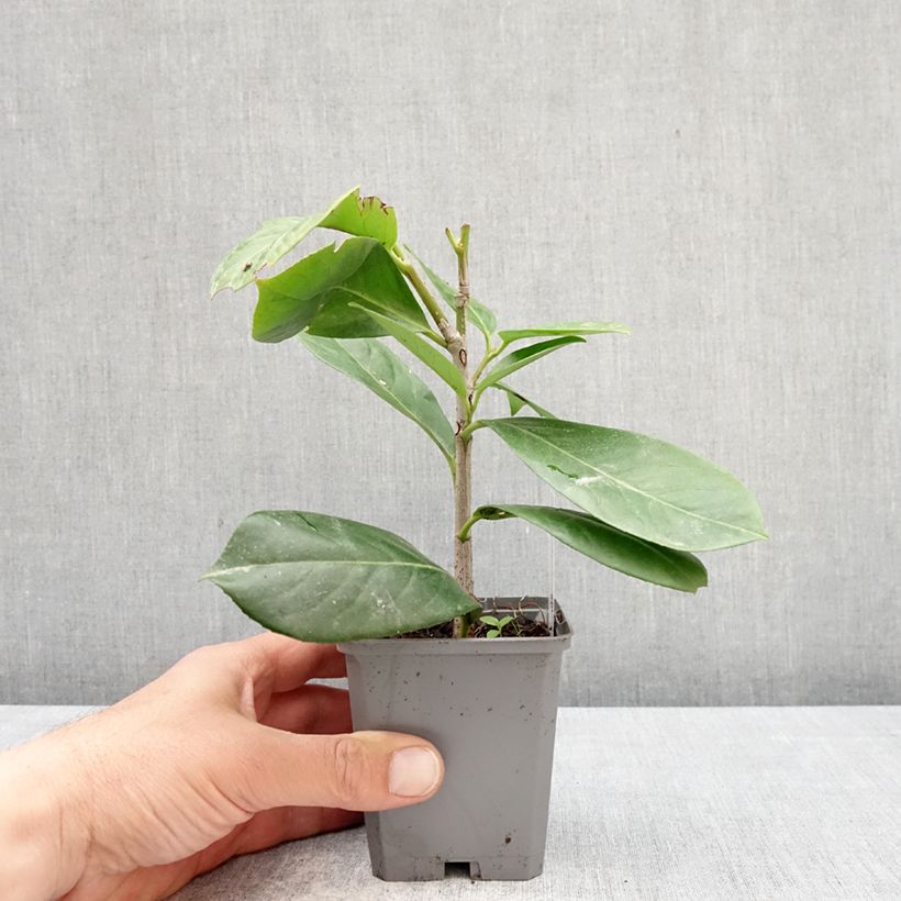 Prunus laurocerasus Novita- Cherry Laurel 8/9 cm pot sample as delivered in spring