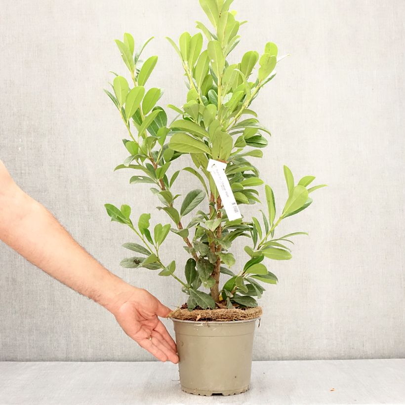 Prunus laurocerasus Obelisk - Cherry Laurel 2L/3L pot sample as delivered in summer