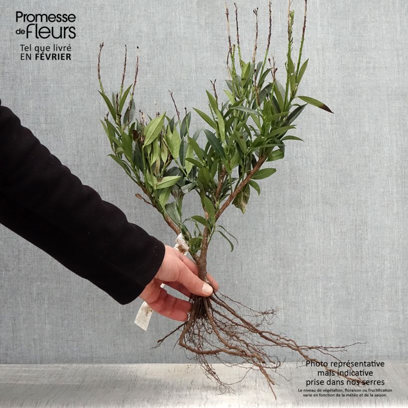 Prunus laurocerasus Otto Luyken - Cherry Laurel Bare root sample as delivered in winter