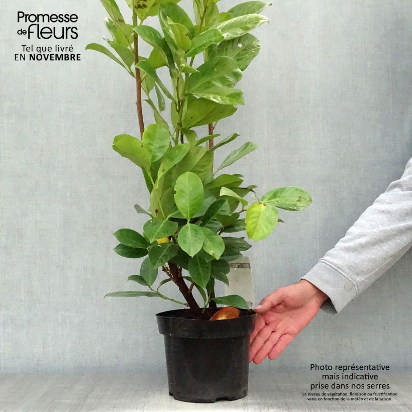 Prunus laurocerasus - Cherry Laurel 3L/4L pot sample as delivered in autumn