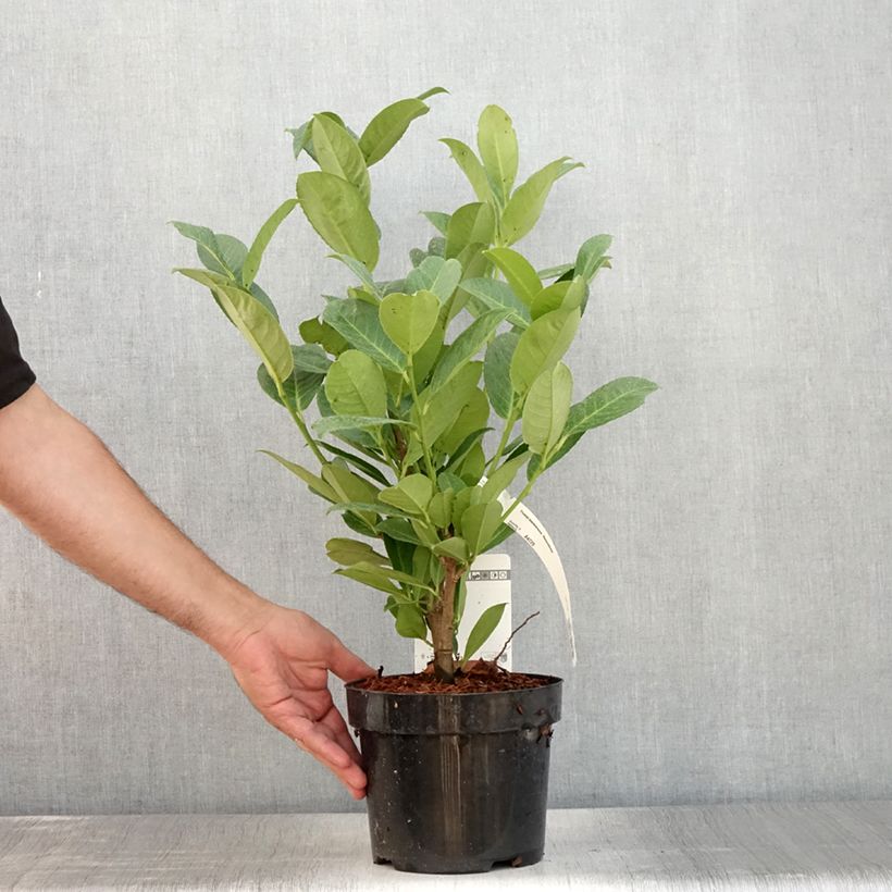 Prunus laurocerasus - Cherry Laurel 3L/4L pot sample as delivered in summer