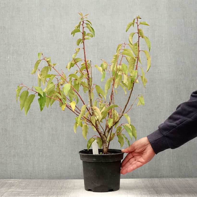 Prunus lusitanica Variegata - Portuguese Laurel 3L/4L pot sample as delivered in summer