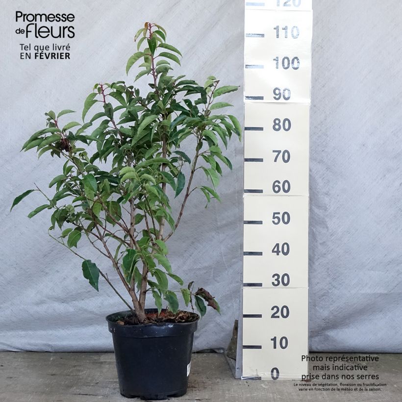 Prunus lusitanica - Portuguese Laurel 7.5L/10L pot sample as delivered in winter