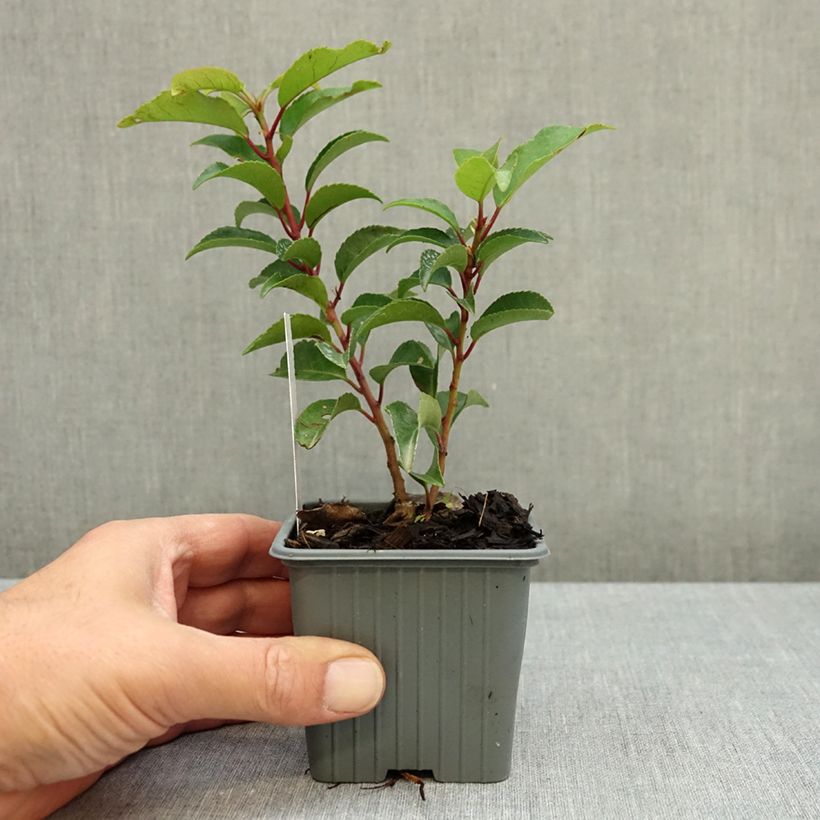 Prunus lusitanica Brenelia - Portuguese Laurel 8/9 cm pot sample as delivered in autumn