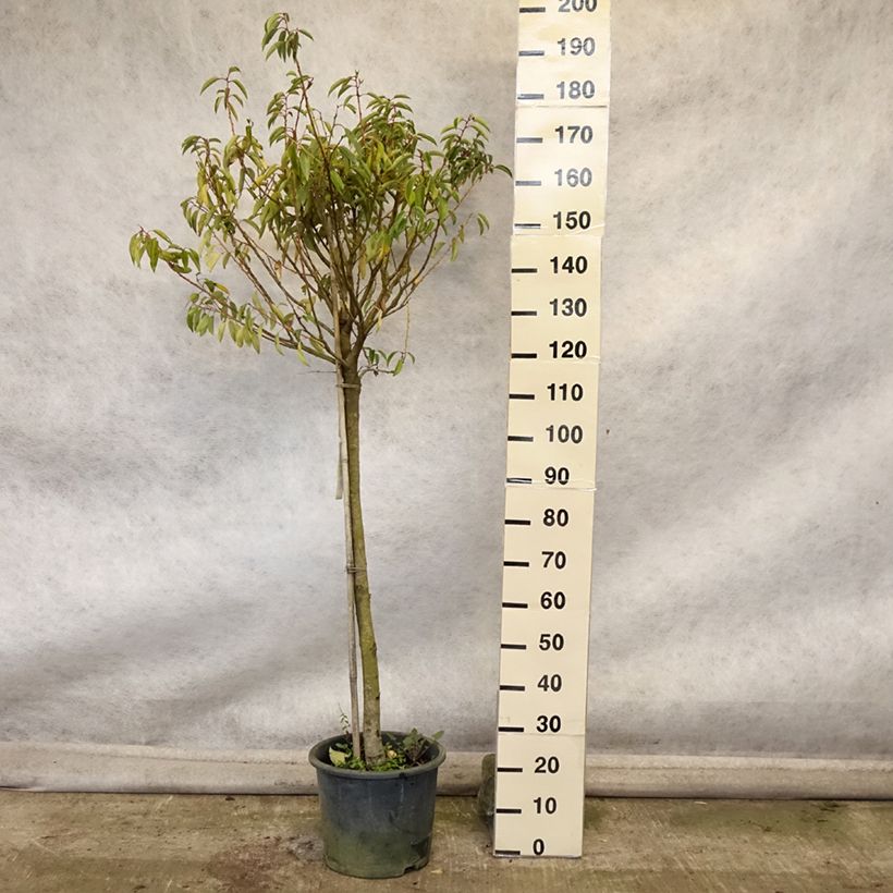 Prunus lusitanica Myrtifolia 7.5L/10L pot sample as delivered in autumn