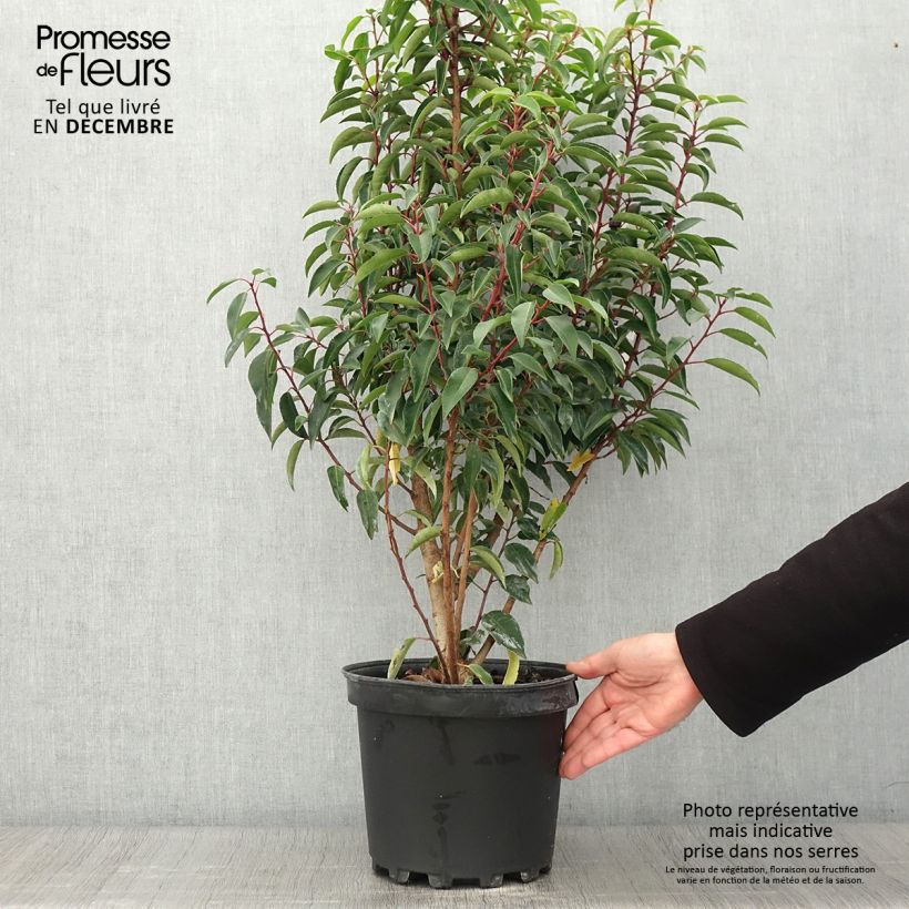Prunus lusitanica Myrtifolia 6L/7L pot sample as delivered in autumn