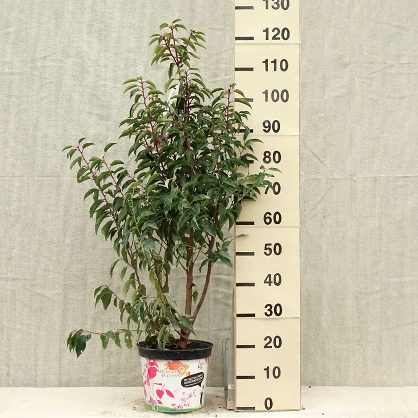 Prunus lusitanica Myrtifolia 6L/7L pot sample as delivered in spring