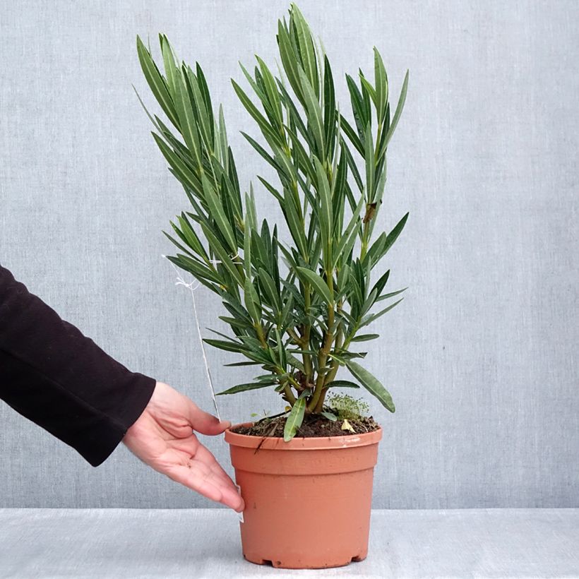 Nerium oleander Angiolo Pucci 3L/4L pot, Bush sample as delivered in autumn