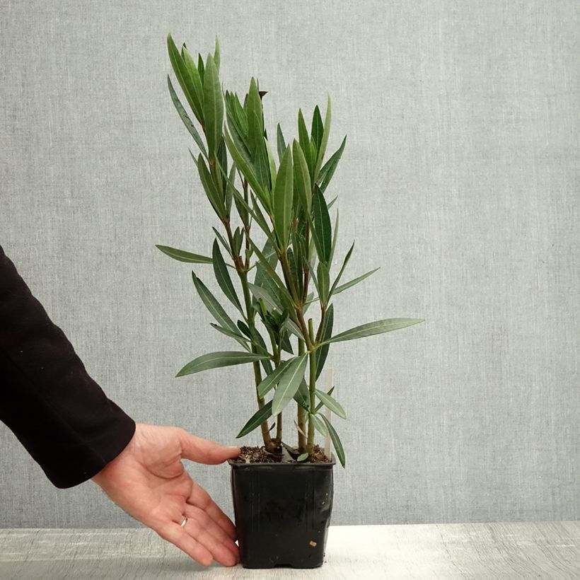 Nerium oleander Caro 10cm/11cm pot sample as delivered in autumn