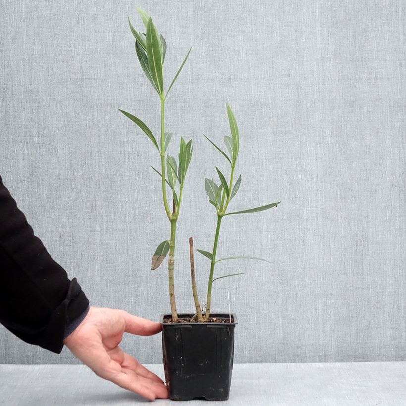Nerium oleander Caro 10cm/11cm pot sample as delivered in spring