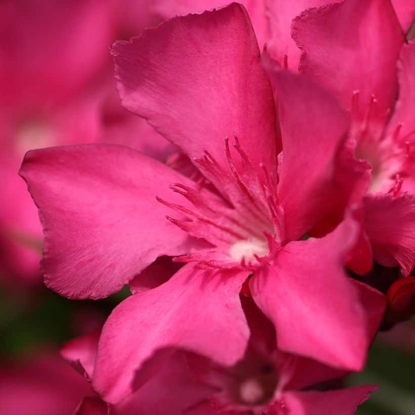 Nerium oleander Italia (Flowering)