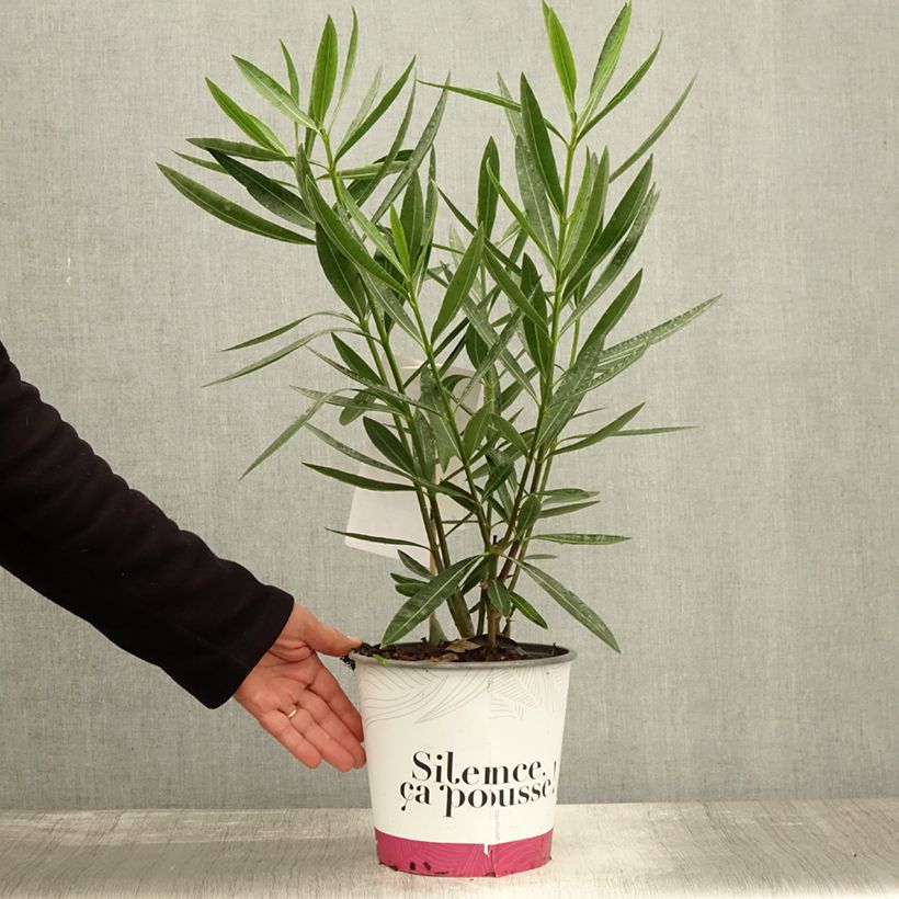 Nerium oleander Jannoch 3L/4L pot sample as delivered in autumn