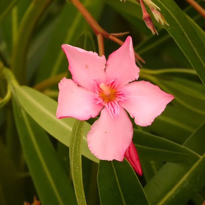 Nerium oleander Margarita (Flowering)