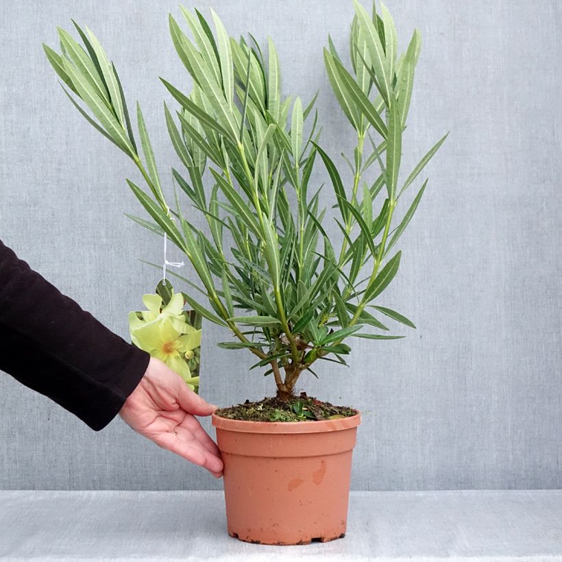 Nerium oleander Marie Gambetta 3L/4L pot sample as delivered in autumn